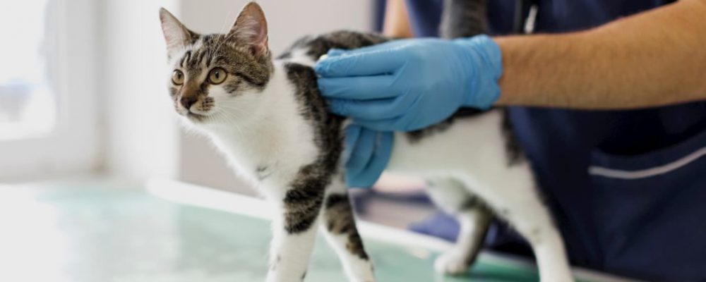 سرطان الغدد الليمفاوية الجلدية عند القطط
