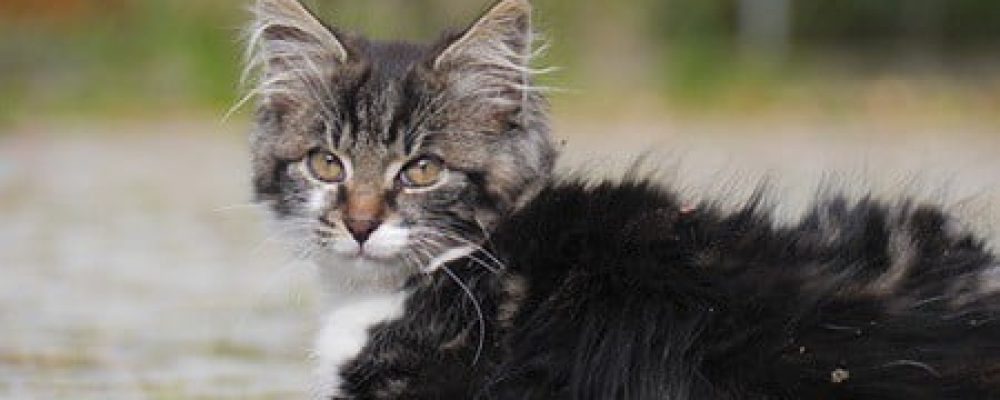 تسمم القطط بزهرو البيجونيا “مقال شامل”