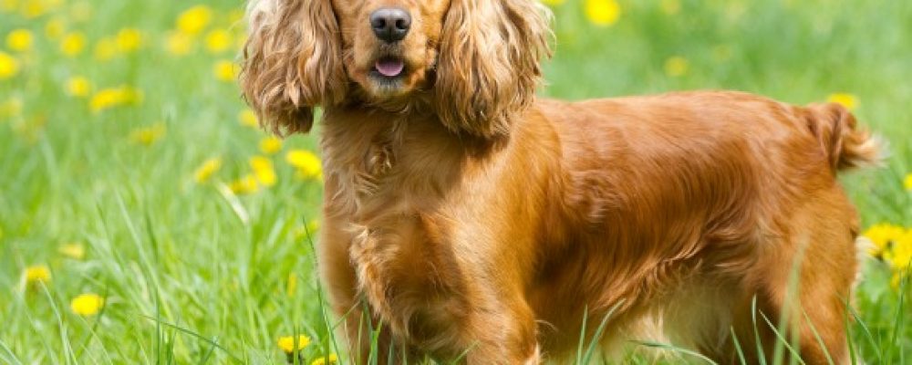 حصوات المرارة في الكلاب : الأعراض والأسباب والعلاج