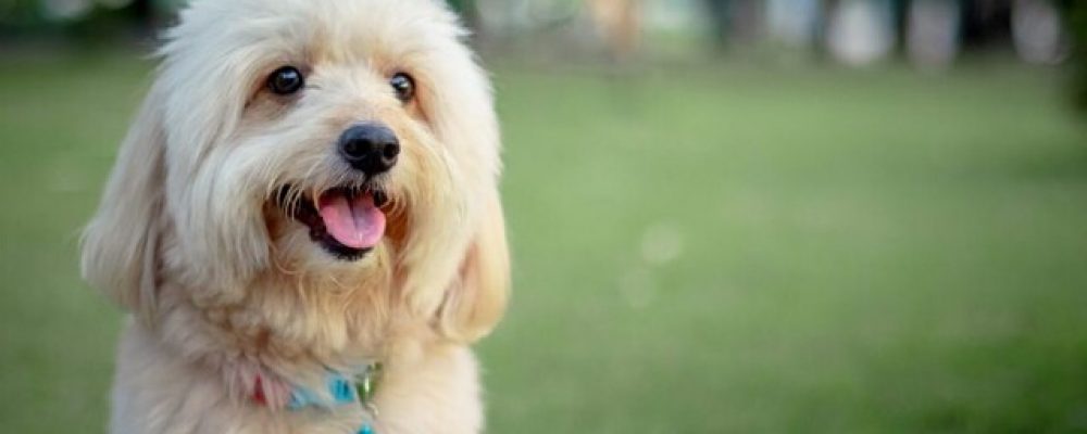 اضطراب مينا الاسنان عند الكلاب وعلاجه