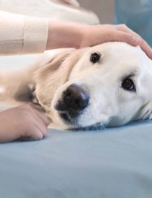 الداء النشوانى الكلوى عند الكلاب “RA”