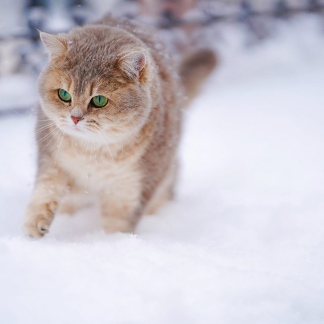 كيف تتكيف القطط مع الجو البارد ؟