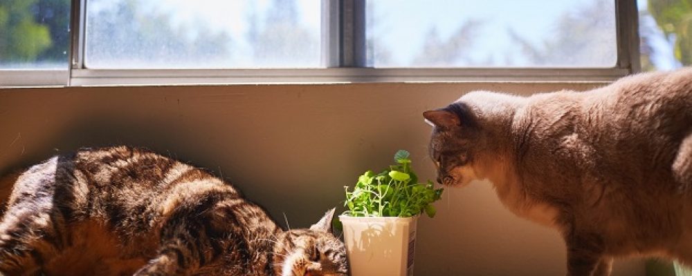 كيف تمنع قطتك من اكل نباتات المنزل ؟