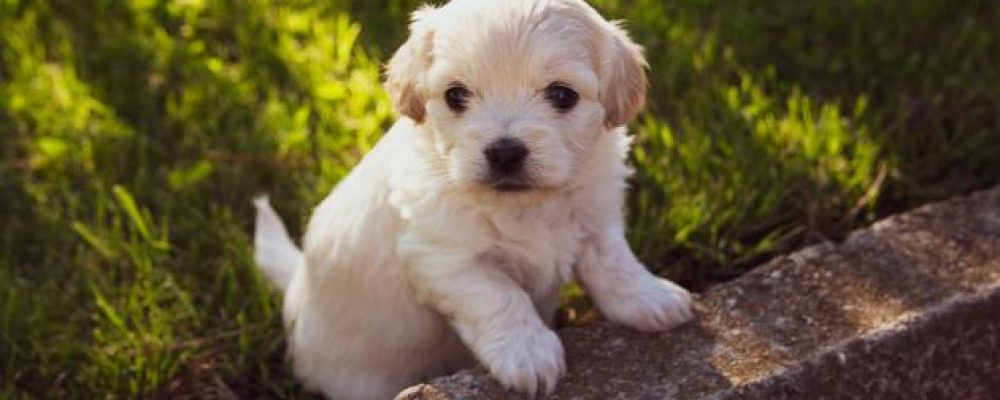 علاج سلس البول جراحيا عند الكلاب