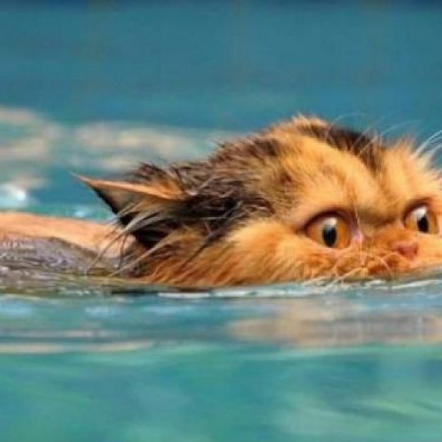 تعرف على سلالات القطط التي تحب اللعب بالماء