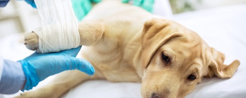 الروماتويد عند الكلاب.. وطرق العلاج البسيطة