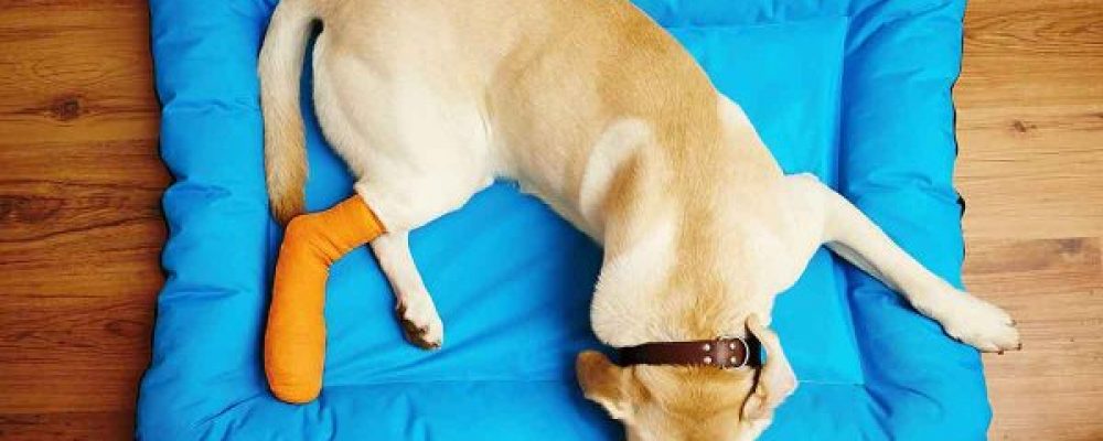 ما هى جراحة مفصل الرسغ عند الكلاب
