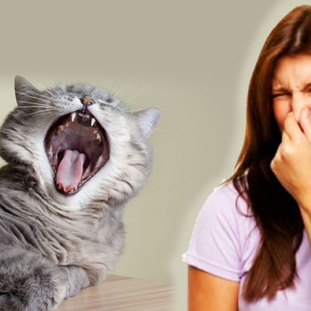طرق التخلص من رائحة الفم الكريهة في القطط