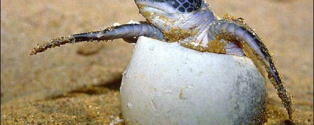 كيف يحدث التكاثر في السلاحف
