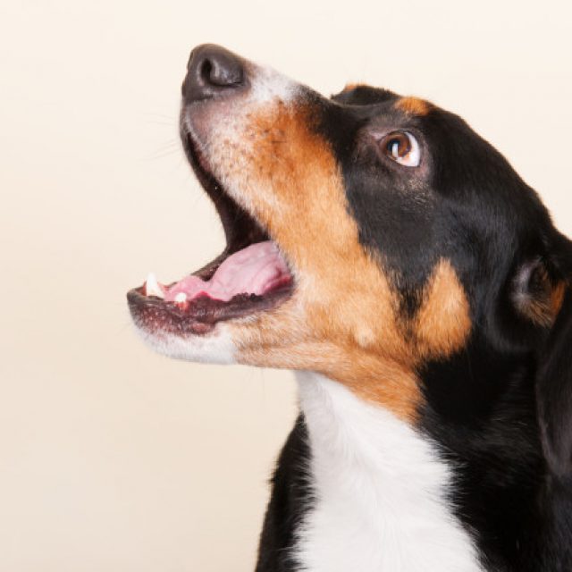 استخدام الاعشاب لتعزيز صحة البروستاتا عند الكلاب