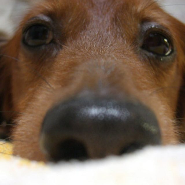 ماذا تعرف عن متلازمة Westie Armadillo عند الكلاب ؟