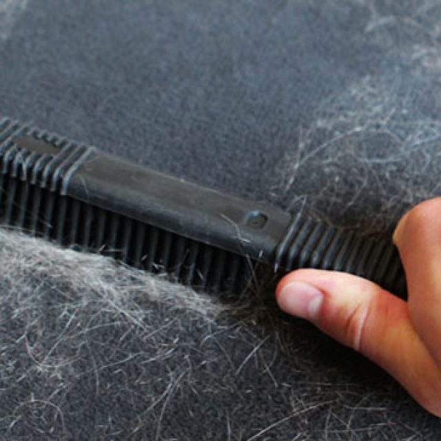 طريقة إزالة شعر القطط من الملابس والأثاث