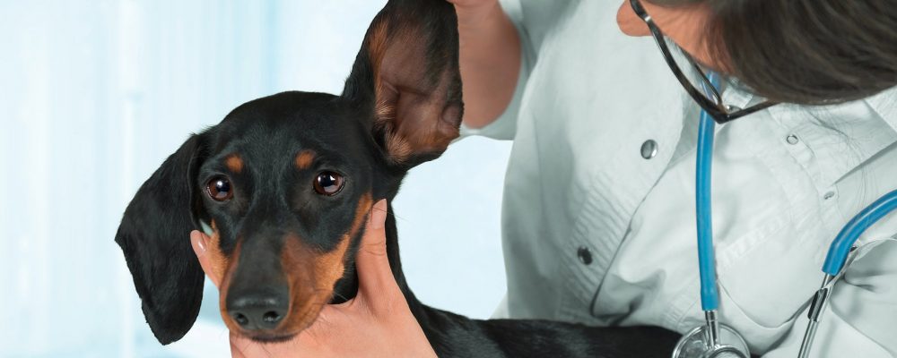 التهاب الاذن عند الكلاب : الأعراض والعلاج