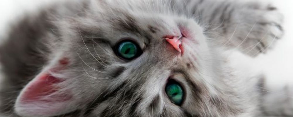 ما هو استئصال المعدة الجزئى عند القطط ؟