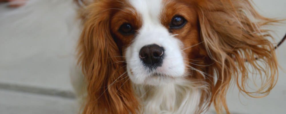 ما هو مرض اللافور عند الكلاب ؟
