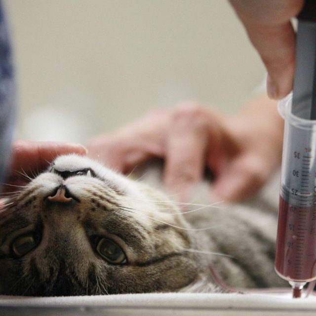 كيف يتم نقل الدم في القطط .. وهل له أضرار ؟