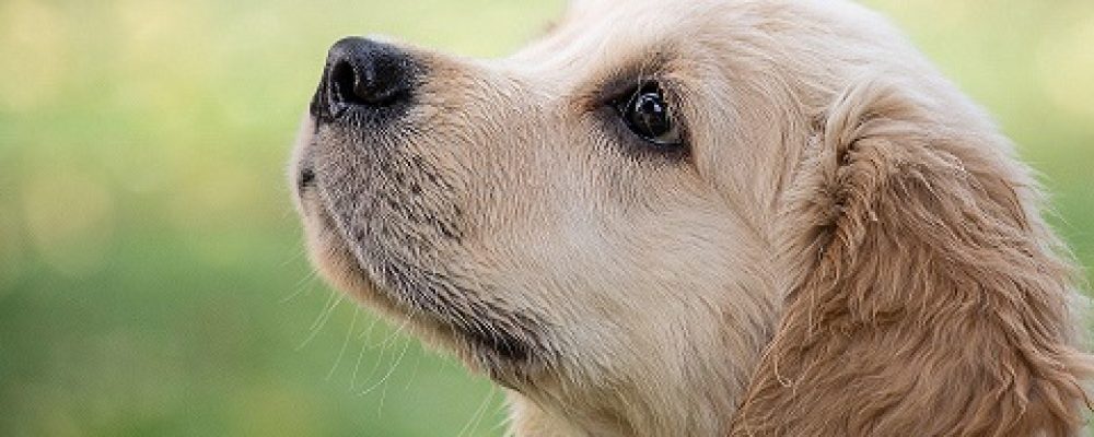ماذا تعرف عن مرض الدهليز عند الكلاب ؟