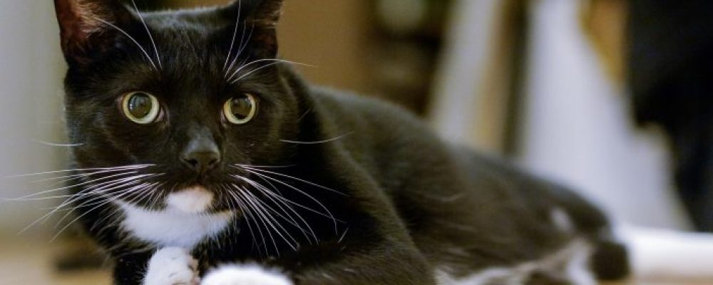 نوبات الصرع في القطط .. ما هي الأسباب و العلاج ؟