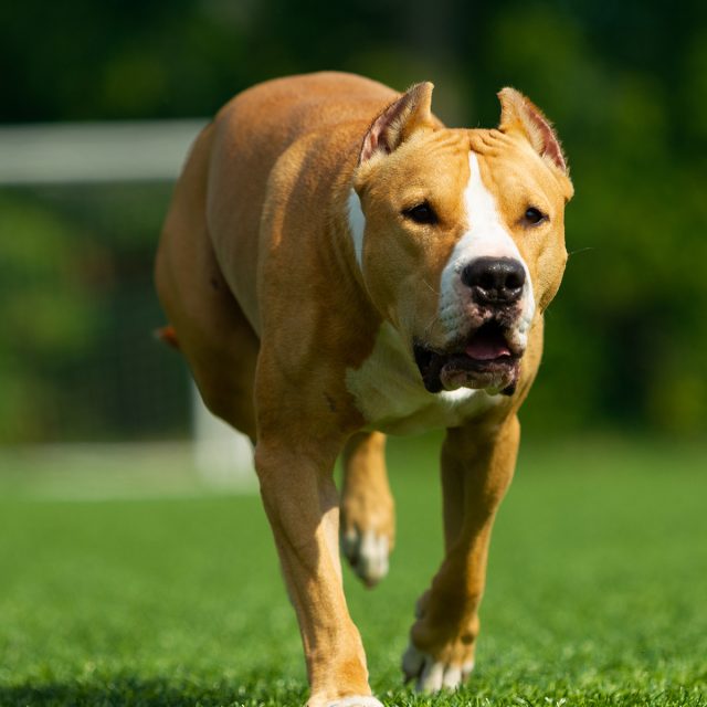 العلاج بالاعشاب لالتهابات المفاصل عند الكلاب “مقال شامل”