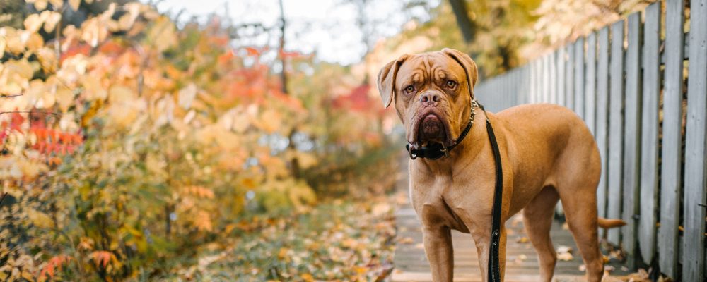 العلاج الطبيعى لسلس البول عند الكلاب وكيف يتم تطبيقه ؟