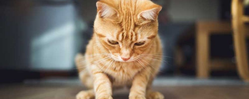 معلومات عن جلسات العلاج بالليزر فى القطط
