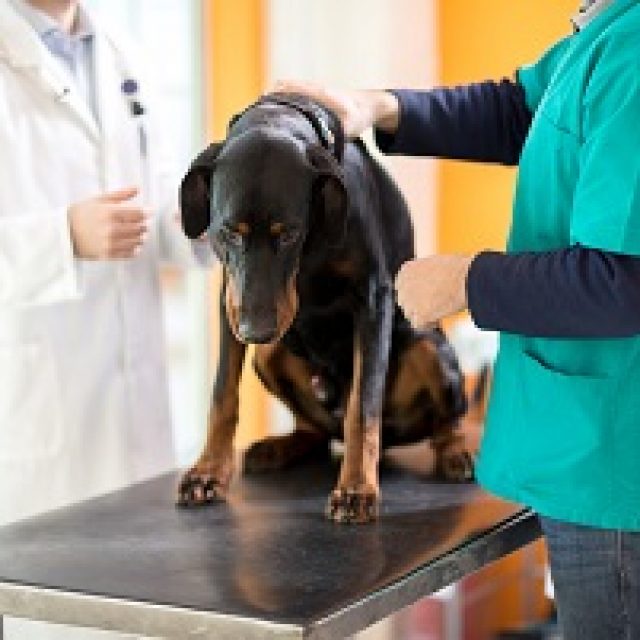 امراض العمود الفقرى التقدمية عند الكلاب
