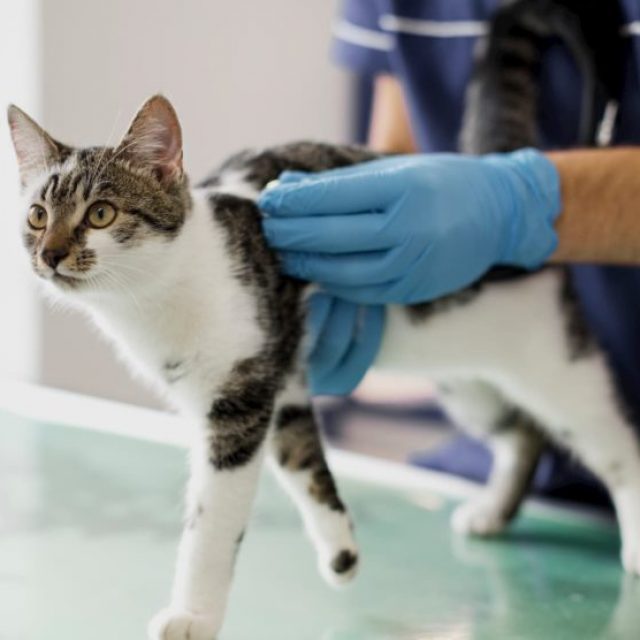 سرطان الغدد الليمفاوية الجلدية عند القطط