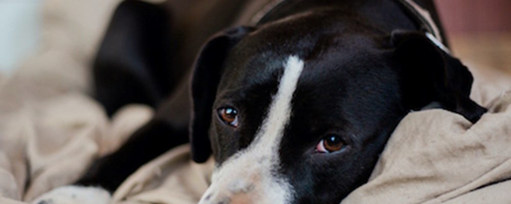 التهاب القرنية السطحى عند الكلاب ” Pannus “