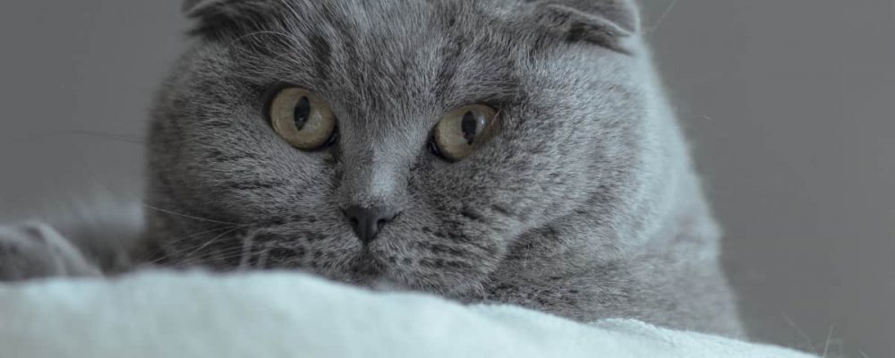سلالة القطط الروسية الزرقاء “مقال شامل”