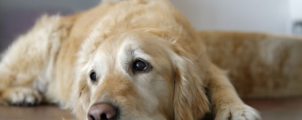 ماذا تعرف عن مرض القلاع عند الكلاب ؟