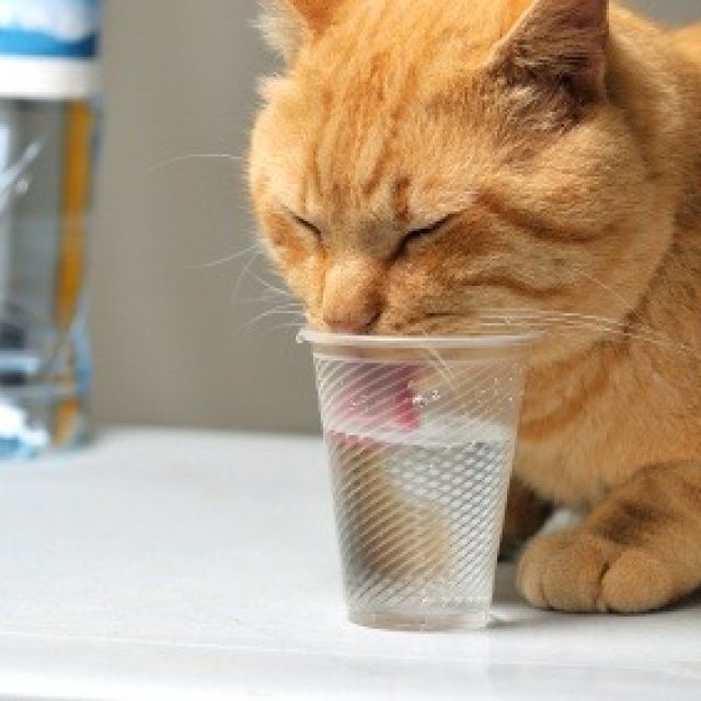 تفسير شرب الماء الكثير عند القطط