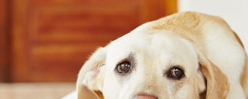 الجرح المثقوب عند الكلاب.. وكيف يهدد حياة الكلب ؟