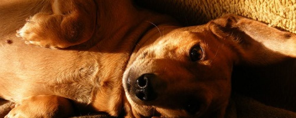 ضعف الجهاز المناعى الوراثى عند الكلاب
