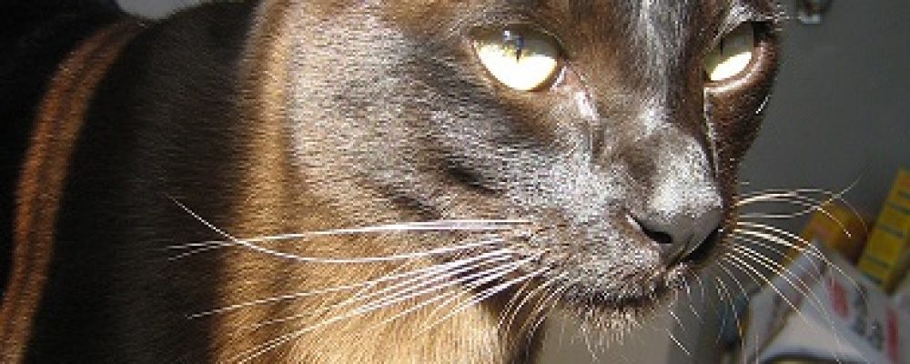 مقال شامل حول سلالة الهافانا عند القطط