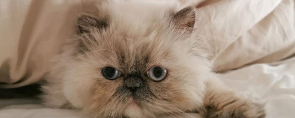 معلومات شاملة حول سلالة الهيمالايا فى القطط