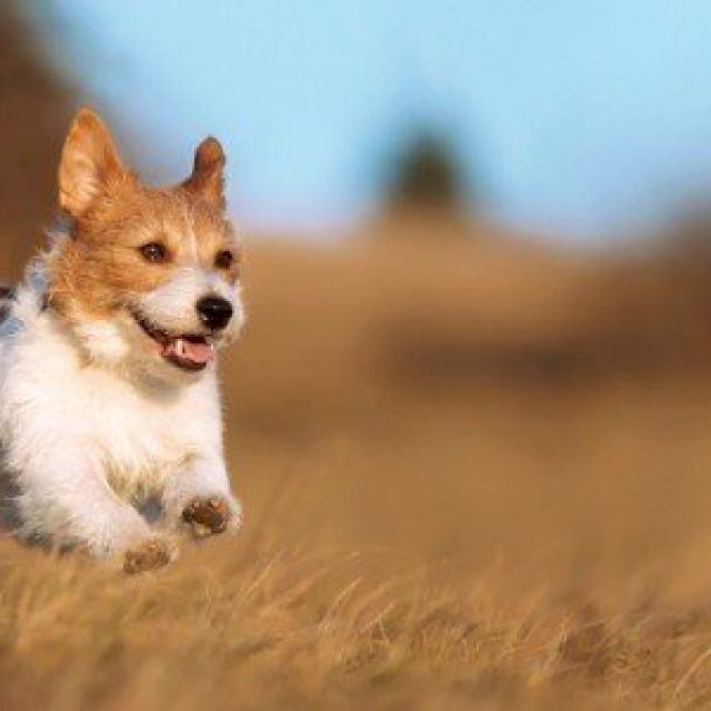 كيفية تطبيق العلاج الطبيعى لحساسية الكلاب