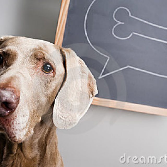 كيف تفكر الكلاب : تفسير سلوكيات الكلاب الغريبة