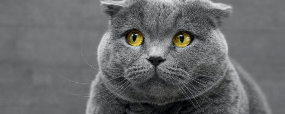 ما هو التهاب القرنية التقرحى عند القطط ؟