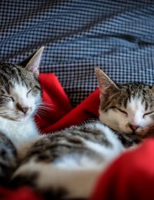 العدوى البكتيرية فى الكلى عند القطط “العلاج الافضل”