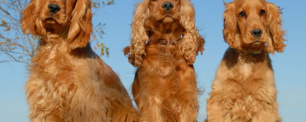 سلالة كلاب كوكر اسباني: مميزات وعيوب ومواصفات كلب كوكر سبانيول