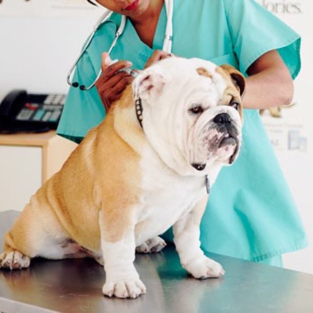 الخلل الهرموني للكلاب: مرض كوشنج في الكلاب Cushing’s Disease