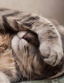 القلق والاضطرابات القهرية عند القطط