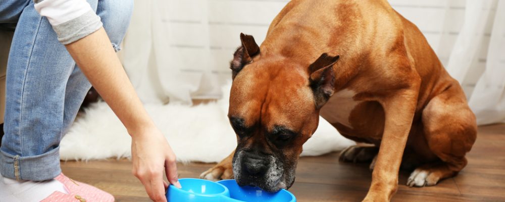 7 نصائح في تغذية الحيوانات الأليفة في فترة مرضها