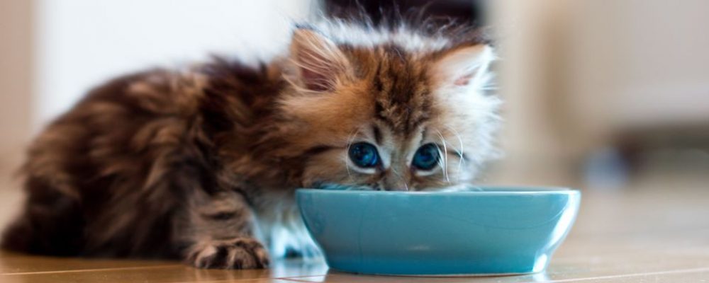 7 وصفات لتحضير طعام القطط المنزلية
