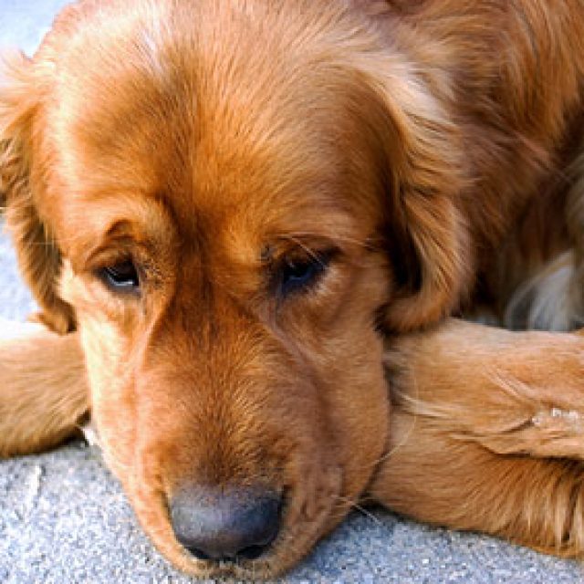 ما هو شلل الساق عند الكلاب ؟
