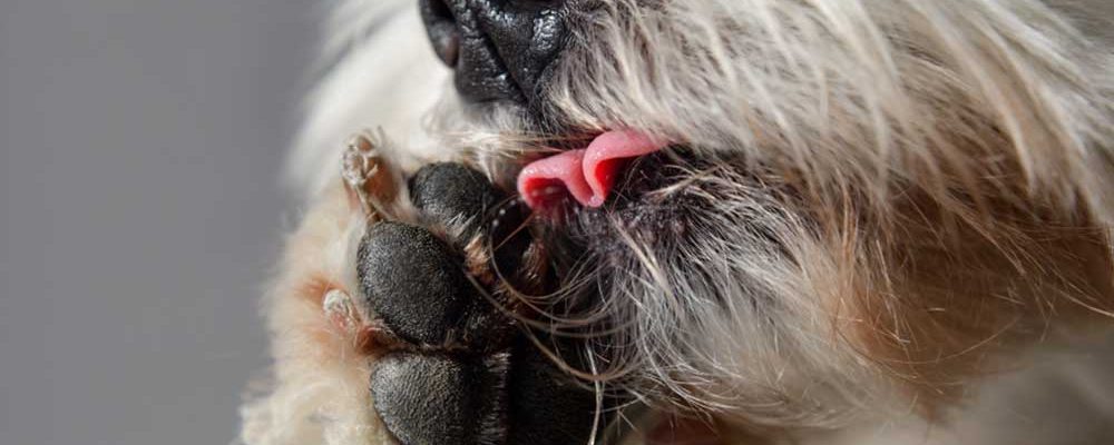 امراض الجلد الناتجة عن فرط اللعق عند الكلاب