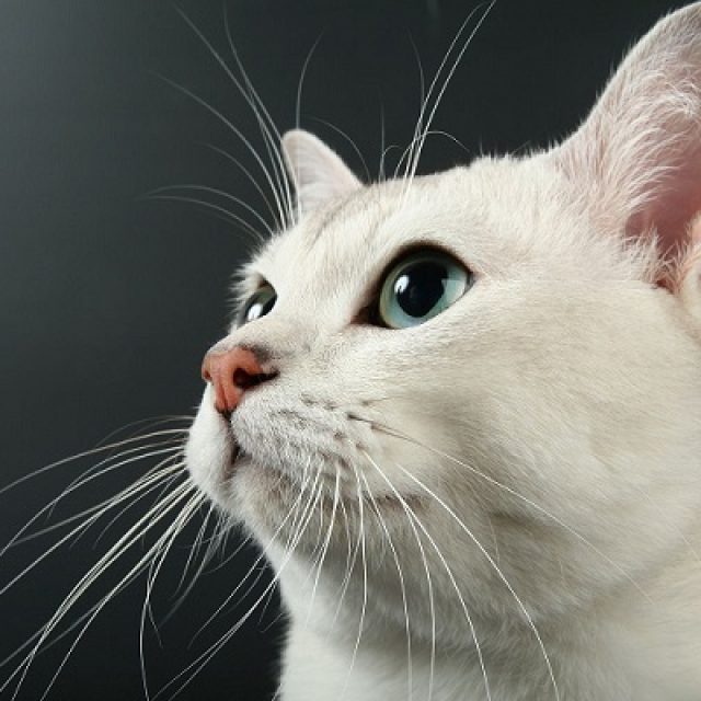 علامات التهاب الدماغ والحبل الشوكى عند القطط