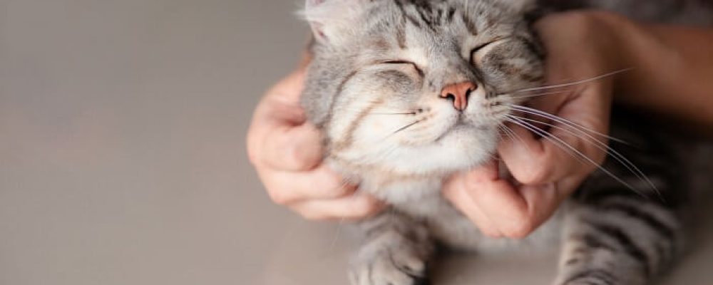 استئصال الفك السفلى عند القطط ” تعرف على الدوافع”