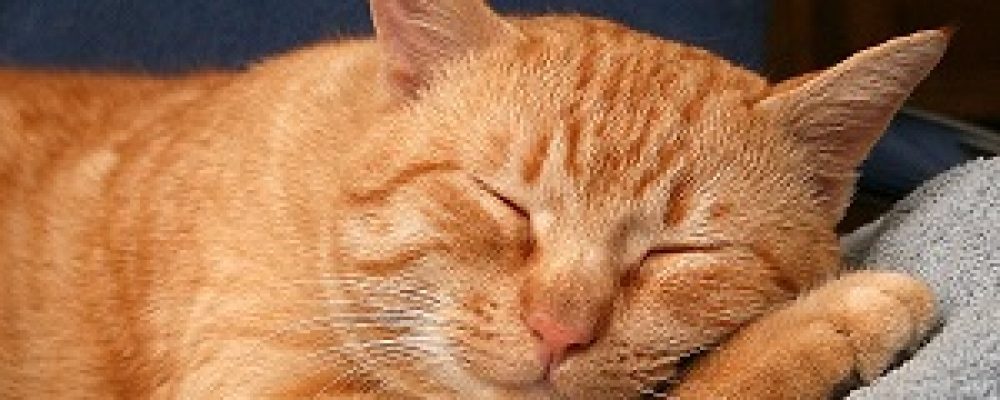علاج التهابات المهبل عند القطط