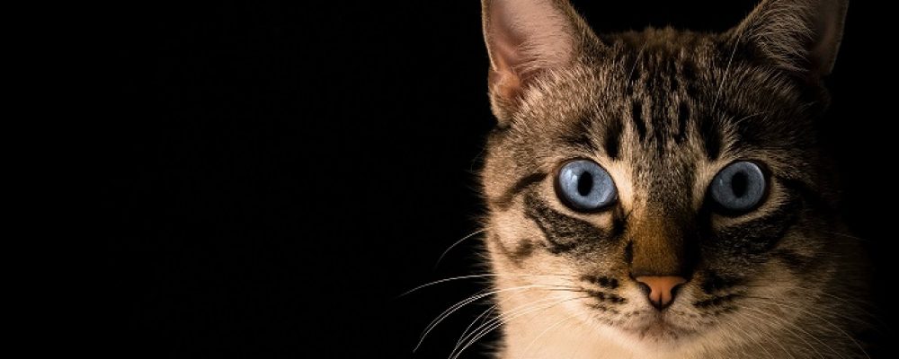 اسباب الانتاج الغير طبيعى للبروتين عند القطط